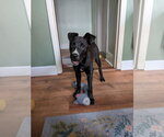 Small #3 Mutt