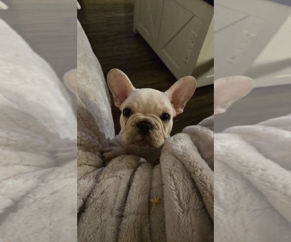 Medium Photo #9 French Bulldog Puppy For Sale in SARASOTA, FL, USA
