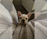Goku - Male French Bulldog Puppy for Sale - Photo #9