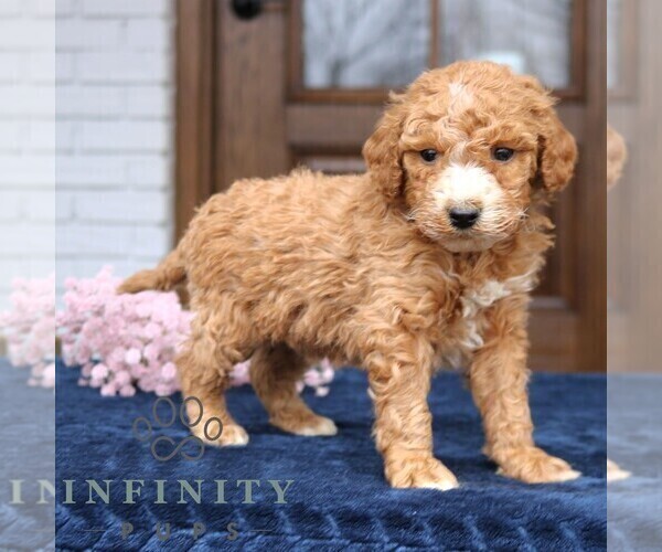 Medium Photo #3 Goldendoodle (Miniature) Puppy For Sale in NARVON, PA, USA