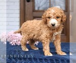 Small #2 Goldendoodle (Miniature)