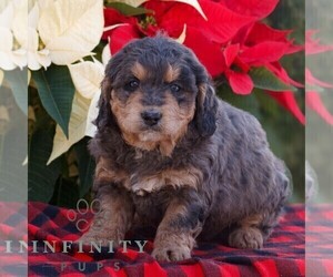Bernedoodle (Miniature) Puppy for sale in LEOLA, PA, USA