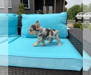 French Bulldog Dog for Adoption in FRANKLIN, Indiana USA