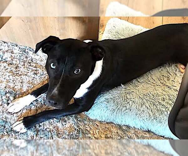 Medium Photo #3 Siberian Husky-Unknown Mix Puppy For Sale in Mount Airy, NC, USA