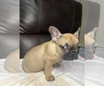 Small Photo #27 French Bulldog Puppy For Sale in CHESAPEAKE, VA, USA