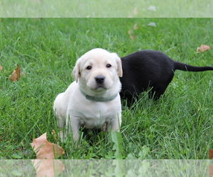 Labrador Retriever Puppy for sale in MIDLAND, MI, USA