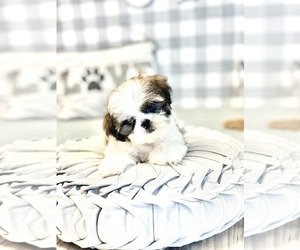 Shih Tzu Puppy for sale in MARIETTA, GA, USA