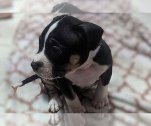 American Bully Puppy for sale in FORT VALLEY, GA, USA