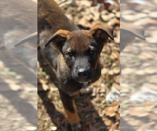 Medium Photo #1 Mutt Puppy For Sale in Alexander, AR, USA