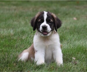 Saint Bernard Puppy for sale in FREDERICKSBG, OH, USA