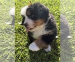 Small #26 Bernese Mountain Dog