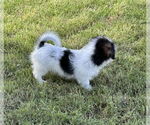 Small #3 Shih Tzu