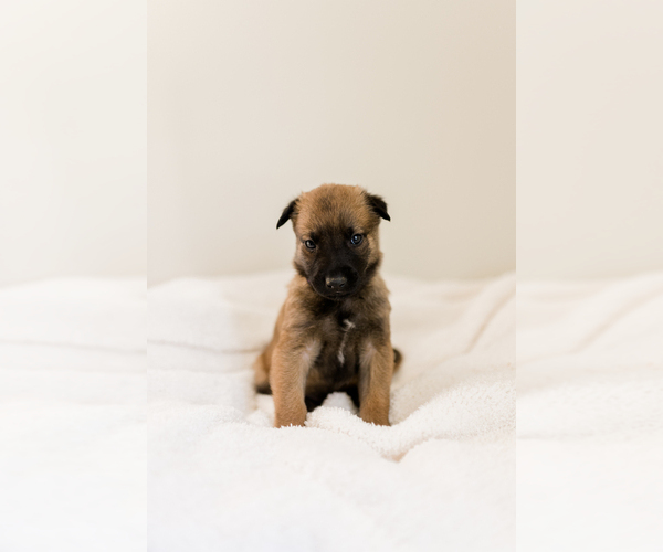 Medium Photo #1 Belgian Malinois Puppy For Sale in LYNCHBURG, VA, USA