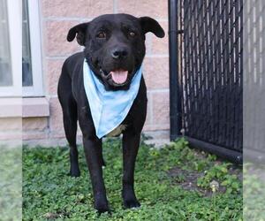 American Staffordshire Terrier-Unknown Mix Dogs for adoption in San Antonio, TX, USA