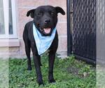Small American Staffordshire Terrier Mix