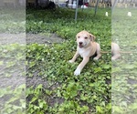 Small #1 Mutt