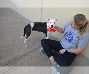 American Pit Bull Terrier-Unknown Mix Dogs for adoption in McKinney, TX, USA