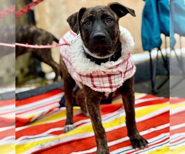 Medium Photo #6 German Shepherd Dog-Unknown Mix Puppy For Sale in Canton, CT, USA