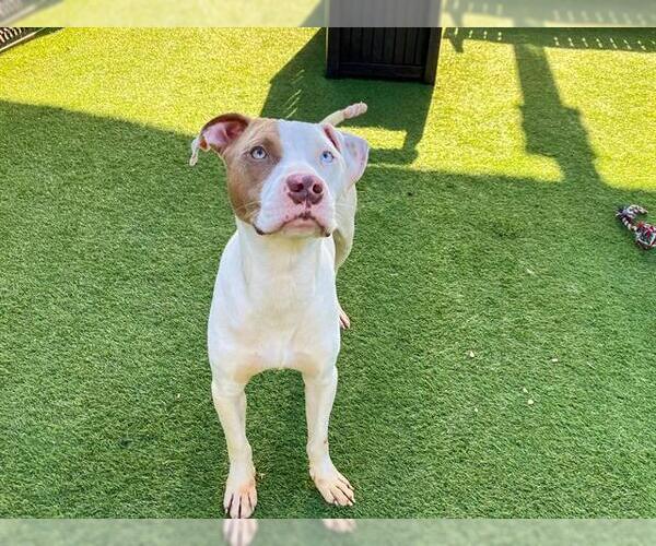 Medium Photo #1 Mutt Puppy For Sale in Orange, CA, USA