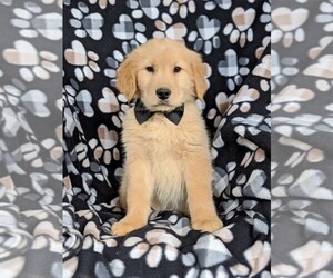 Golden Retriever Puppy for sale in OXFORD, PA, USA