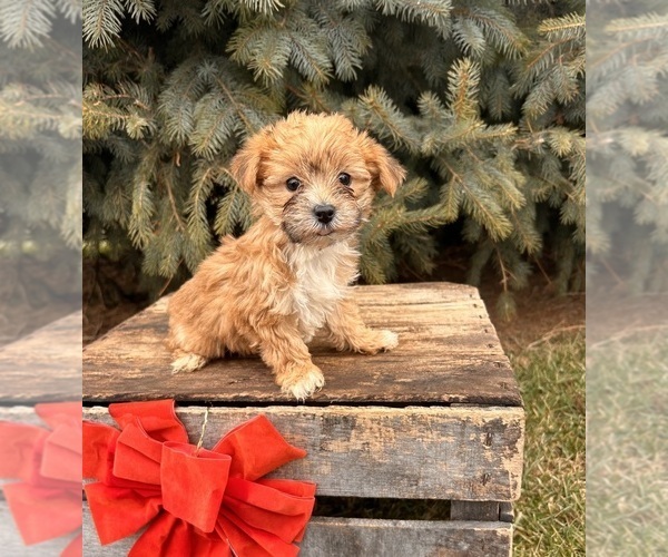 Medium Photo #1 Morkie Puppy For Sale in MIDDLEBURY, IN, USA