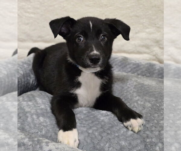Medium Photo #2 Dutch Shepherd -Labrador Retriever Mix Puppy For Sale in Lakewood, CO, USA