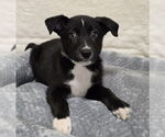 Small #1 Dutch Shepherd -Labrador Retriever Mix