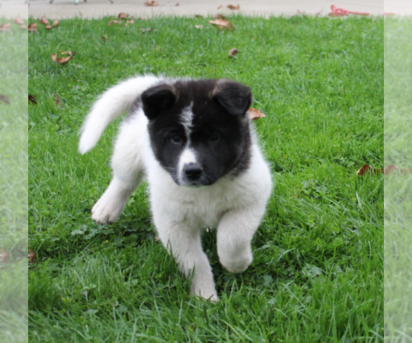 Medium Photo #1 Akita Puppy For Sale in FRESNO, OH, USA