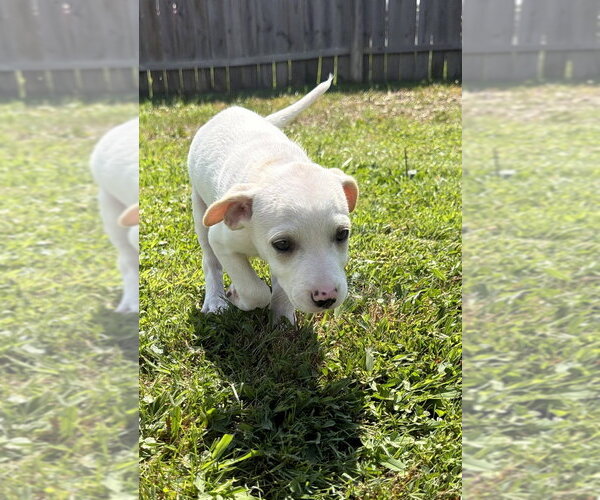 Medium Photo #3 Labbe Puppy For Sale in Aurora, IN, USA