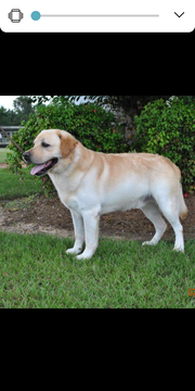 Medium Photo #1 Labrador Retriever Puppy For Sale in ATMORE, AL, USA