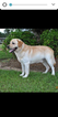 Small Photo #1 Labrador Retriever Puppy For Sale in ATMORE, AL, USA