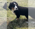 Small Photo #2 Bernese Mountain Dog Puppy For Sale in NILES, MI, USA