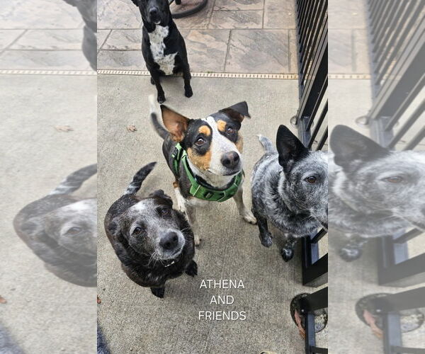 Medium Photo #3 Mutt Puppy For Sale in Maryville, TN, USA