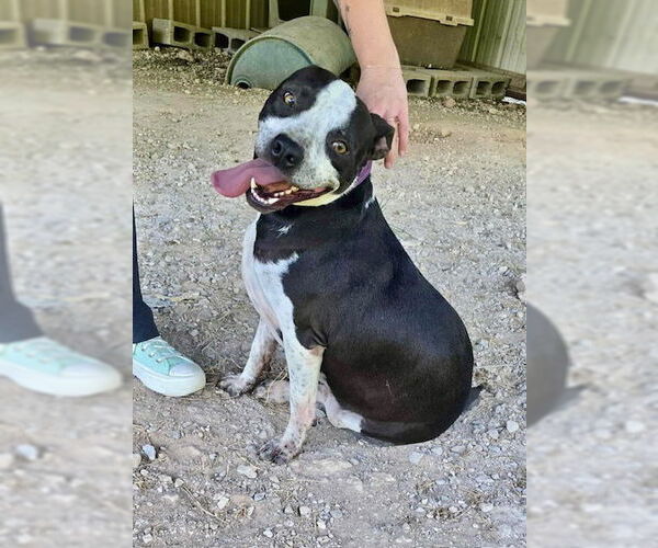 Medium Photo #1 American Pit Bull Terrier-Unknown Mix Puppy For Sale in Oakhurst, NJ, USA