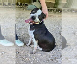 American Pit Bull Terrier-Unknown Mix Dogs for adoption in Oakhurst, NJ, USA