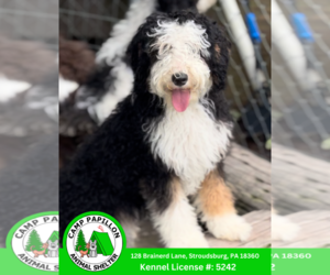 Bernedoodle Dogs for adoption in Stroudsburg, PA, USA