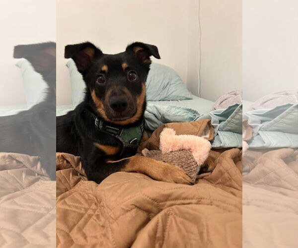 Medium Photo #8 Australian Kelpie-Unknown Mix Puppy For Sale in Germantown, OH, USA