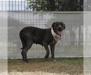 American Staffordshire Terrier-Unknown Mix Dogs for adoption in San Antonio, TX, USA