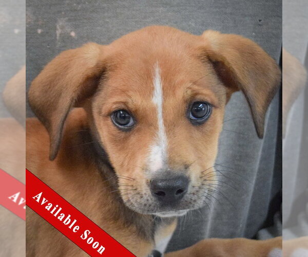 Medium Photo #1 Boxador Puppy For Sale in Huntley, IL, USA