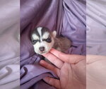 Small Mutt