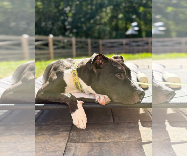 Medium Photo #6 American Pit Bull Terrier Puppy For Sale in Alexandria, VA, USA