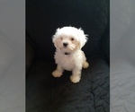 Puppy 7 Maltese