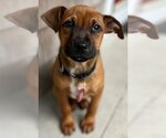 Small Photo #17 Black Mouth Cur-Unknown Mix Puppy For Sale in Wakefield, RI, USA