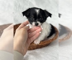 Small Photo #8 Chihuahua Puppy For Sale in FARMINGTON, AR, USA