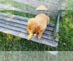 Small Photo #16 Golden Retriever Puppy For Sale in LEON, KS, USA