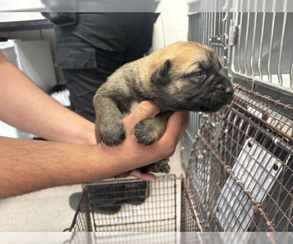 Medium Photo #1 Mutt Puppy For Sale in San Bernardino, CA, USA