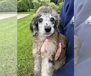 Medium Poodle (Miniature)