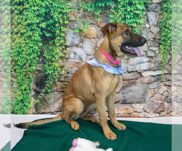 Medium Photo #4 Mutt Puppy For Sale in Kennesaw, GA, USA