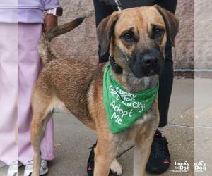Black Mouth Cur-Labrador Retriever Mix Dogs for adoption in Washington, DC, USA