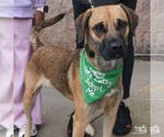 Mystique - Female Black Mouth Cur-Labrador Retriever Mix Dog for Adoption - Small photo